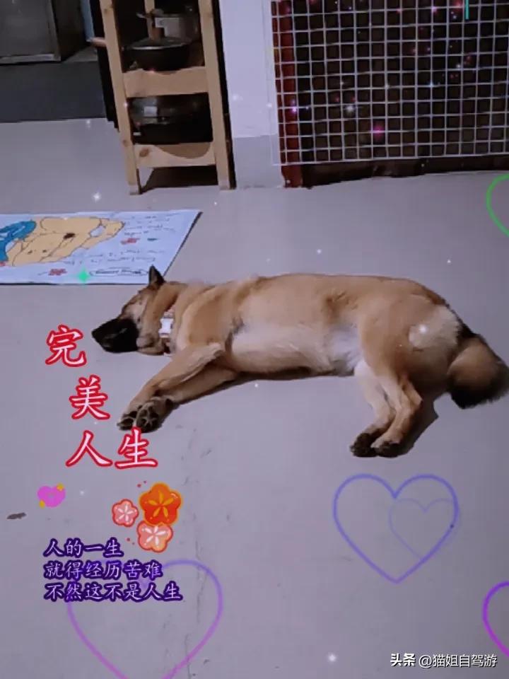 今天是陪伴狗狗的一天！时间过得真快，波密转眼就4岁了！因为它，改变了我们家很多生