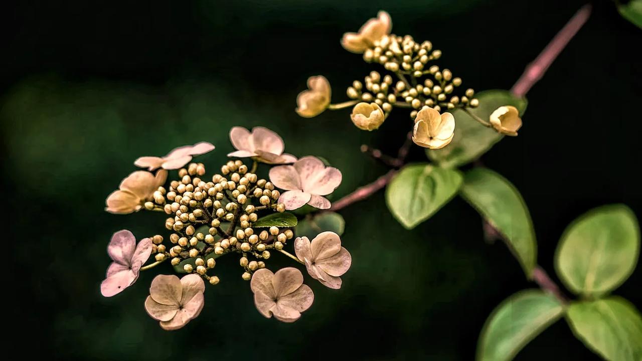 这种小花有个奇怪又可爱的名字:“粉团”。粉团观赏价值高，粉团开花时满树白花犹如积