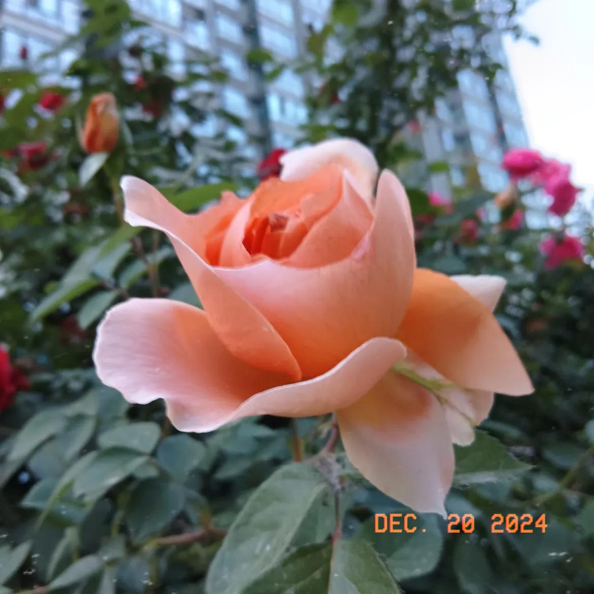 感谢天地让我们相遇，感谢缘分让我们相思，感谢生活让我们相知，感谢真心让我们相爱，