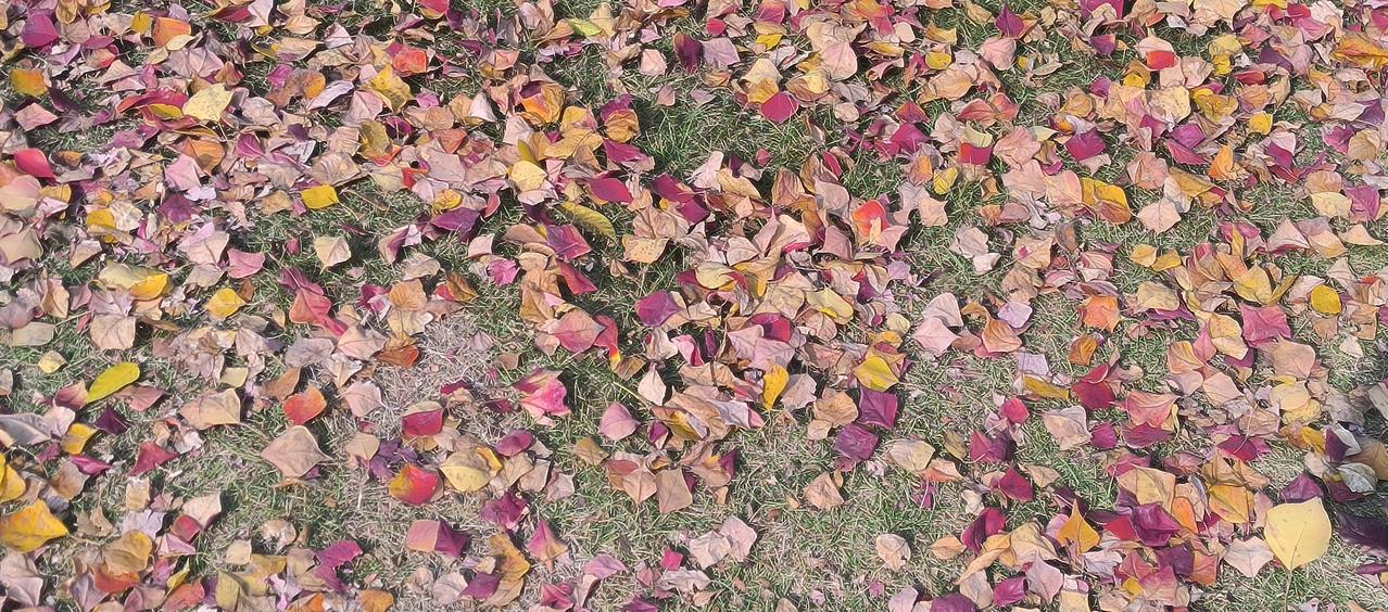 冬日时光
来到乌桕树下
那满树的红叶
点缀着片片金色
在冬日瑟瑟的寒风中
飘飘洒