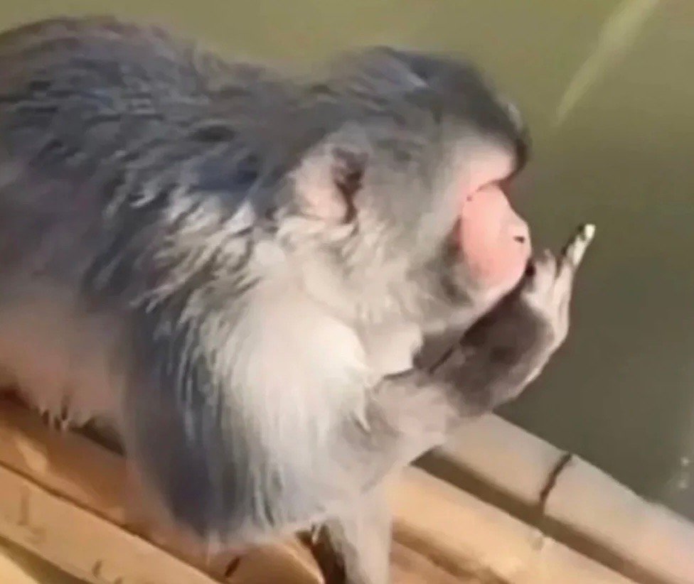 好久没发吗喽表情包啦 ​​​