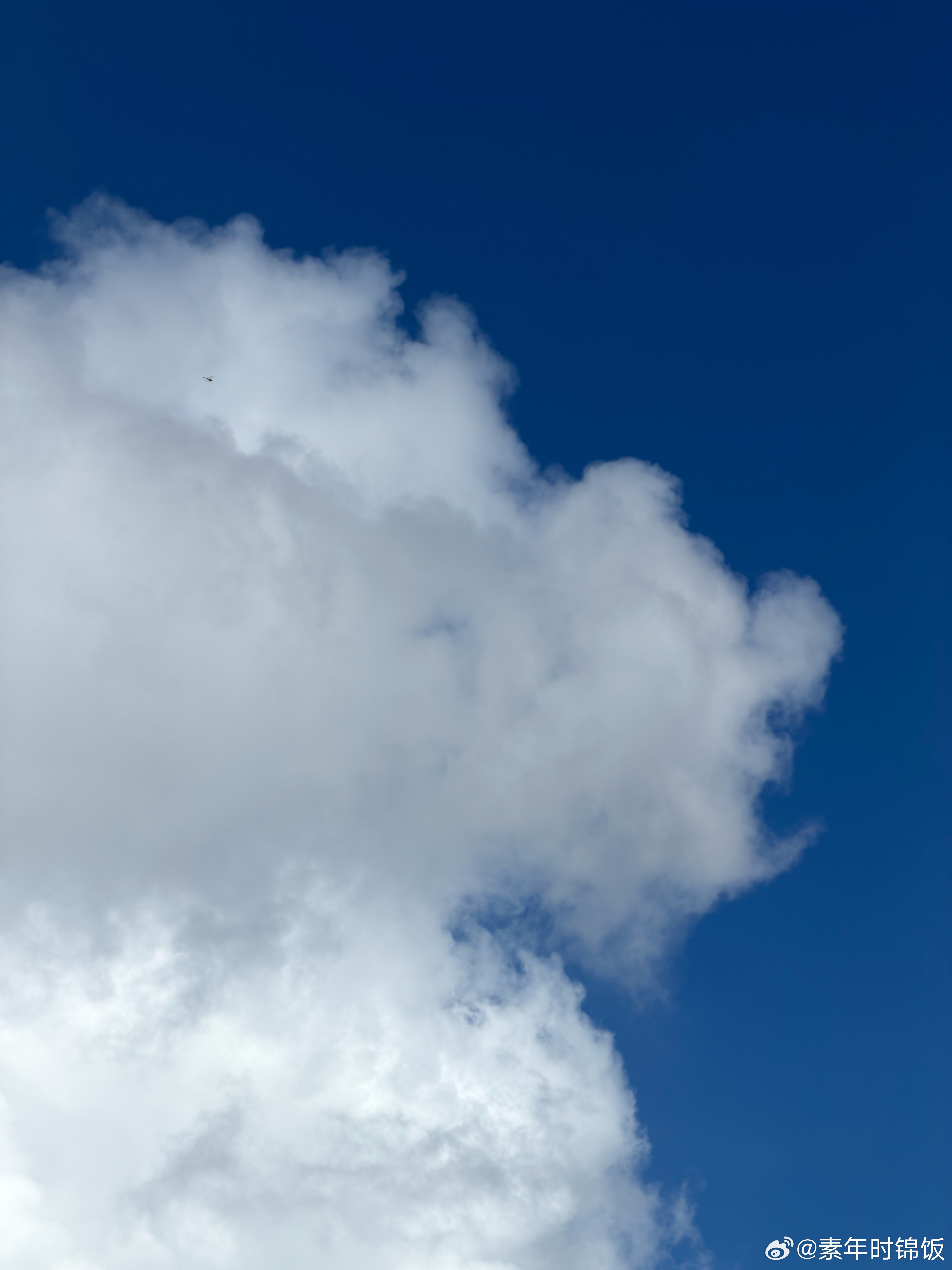 本以为有雨🌧️结果是个大晴天一只蜻蜓和白云他也飞的太高了了吧白海豚 上班