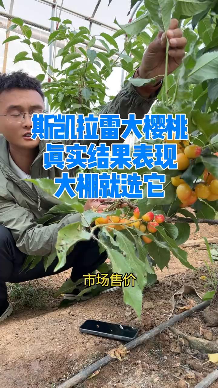 斯凯拉雷大樱桃真实结果表现，大棚就选它。
市场售价高达700块钱一斤的黄果车厘子