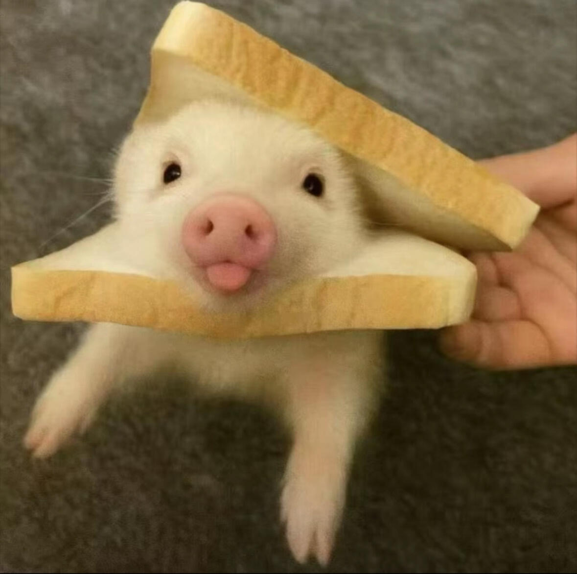 汲取猪能量🐽 