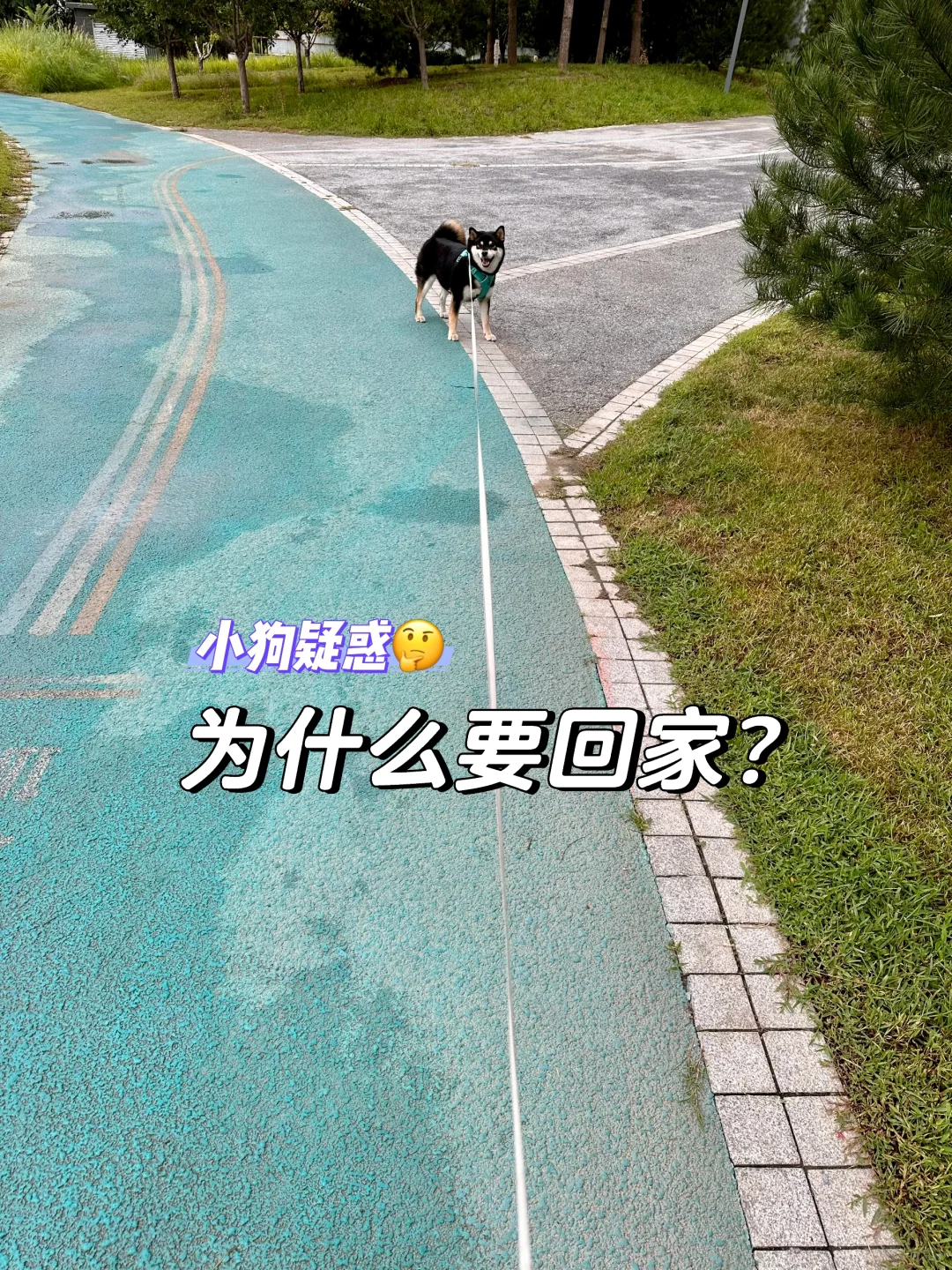 小狗都会越来越像主人