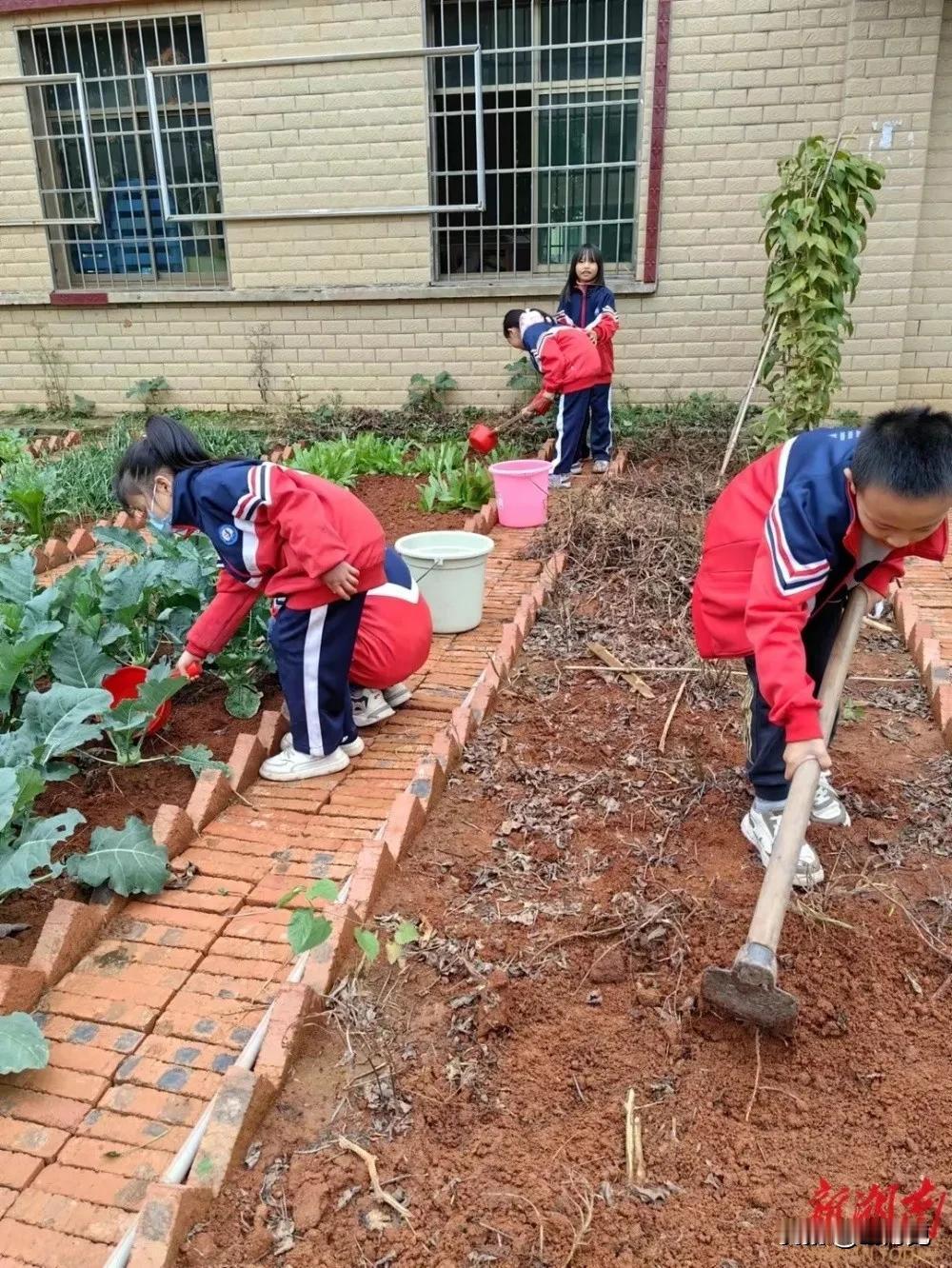 大家看到的这块地，是一个叫八卦州的小学生实验田。记得小时候念书时，无论是小学生，