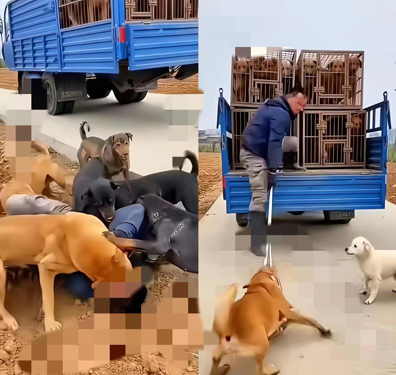 真的别小瞧任何一条生命，善良永远自带反击的力量。
      很多人总觉得小动物