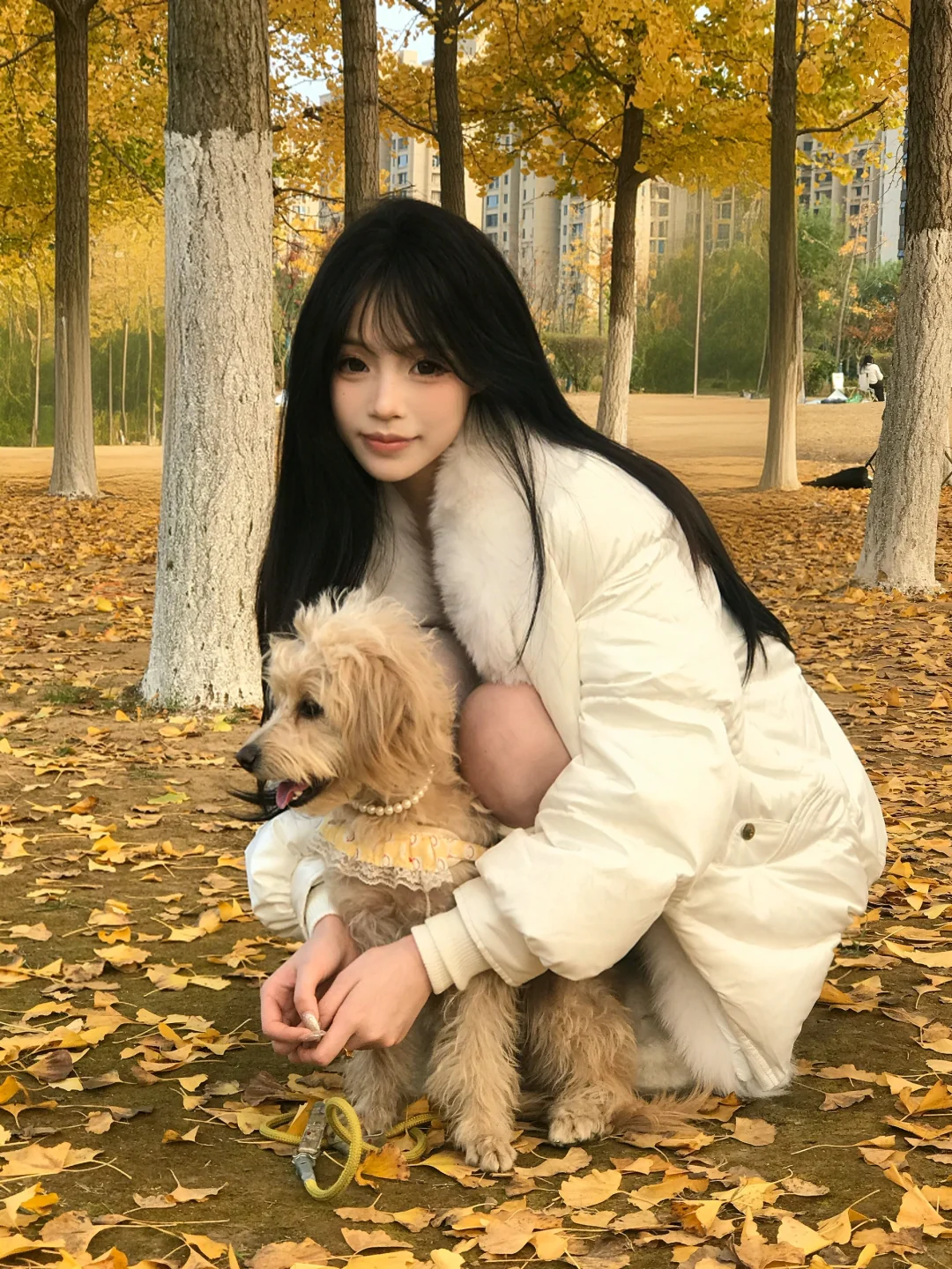 又是一年银杏