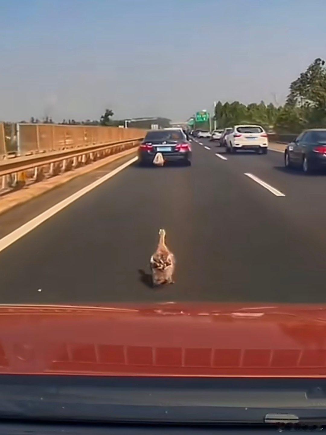 这位粤C车主你的鸭子掉了 勇敢鸭鸭不怕困难！