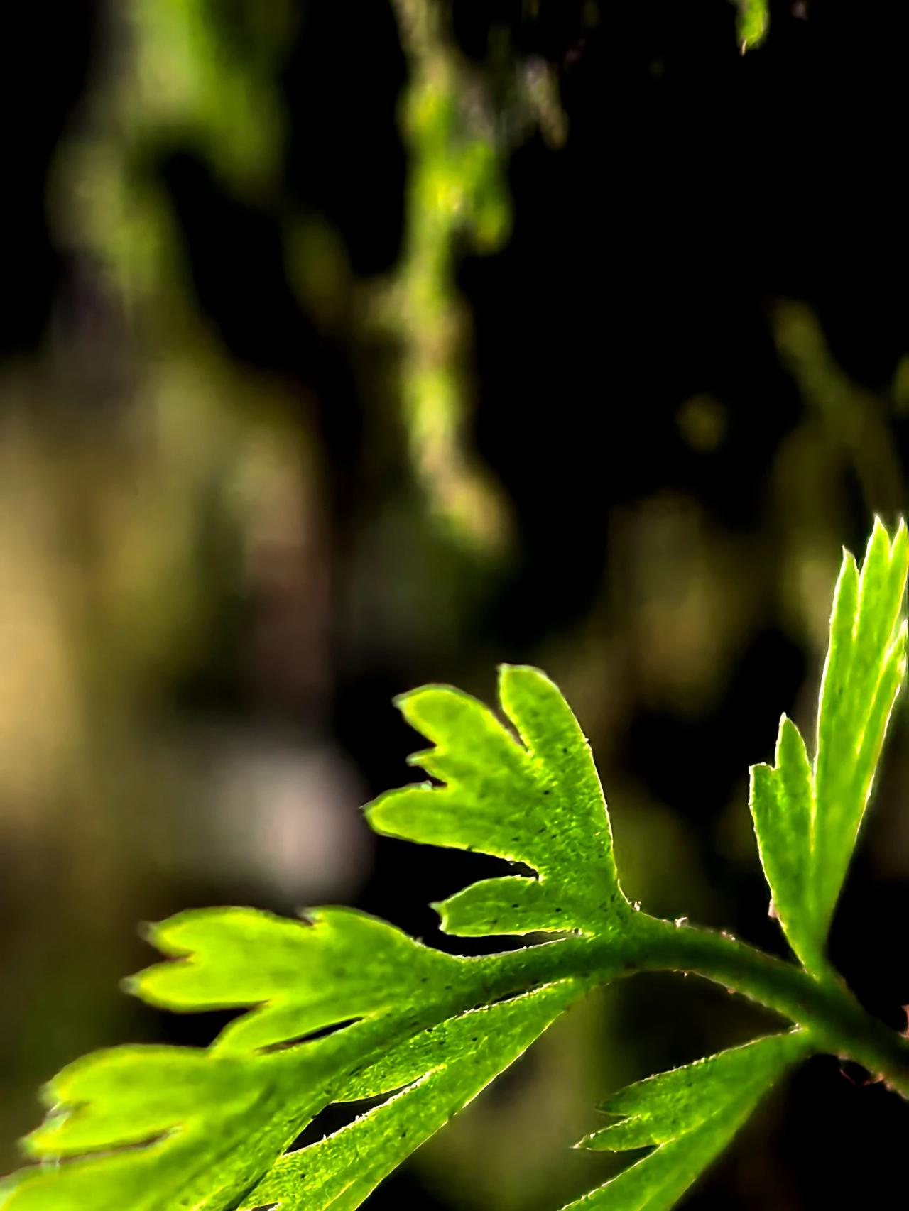 镜头里的春天，花开是绚烂的诗篇，而那抹绿色更是充满生命力的乐章。
嫩绿的新芽从树