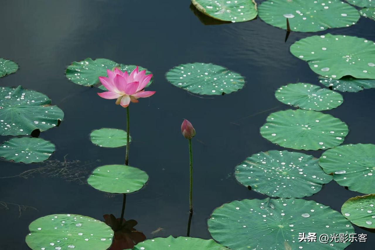 端午节，没有去看龙舟比赛，还是去我喜欢的晋阳湖荷花池欣赏睡莲，没有想到荷塘里有荷
