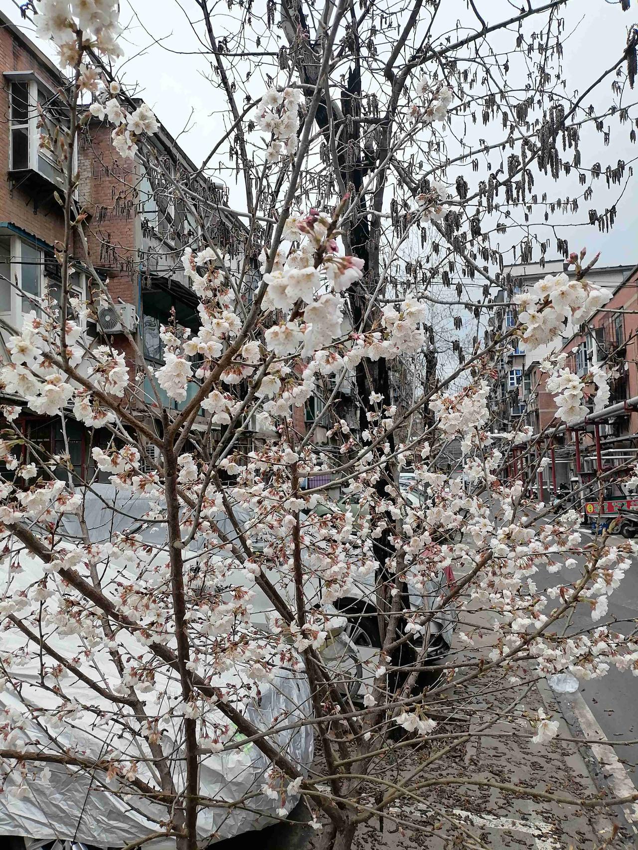 雨过天还为晴，看看这树上挂满的鲜花，你猜猜这是什么树？我的今日状态：😁轻松愉快