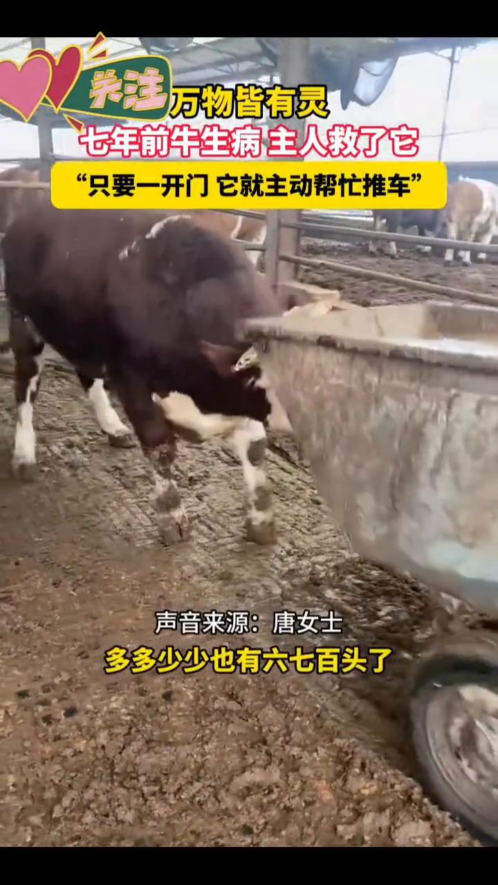 万物皆有灵，七年前牛生病主人救了它，只要一开门它就主动帮忙推车。
声音来源：唐女