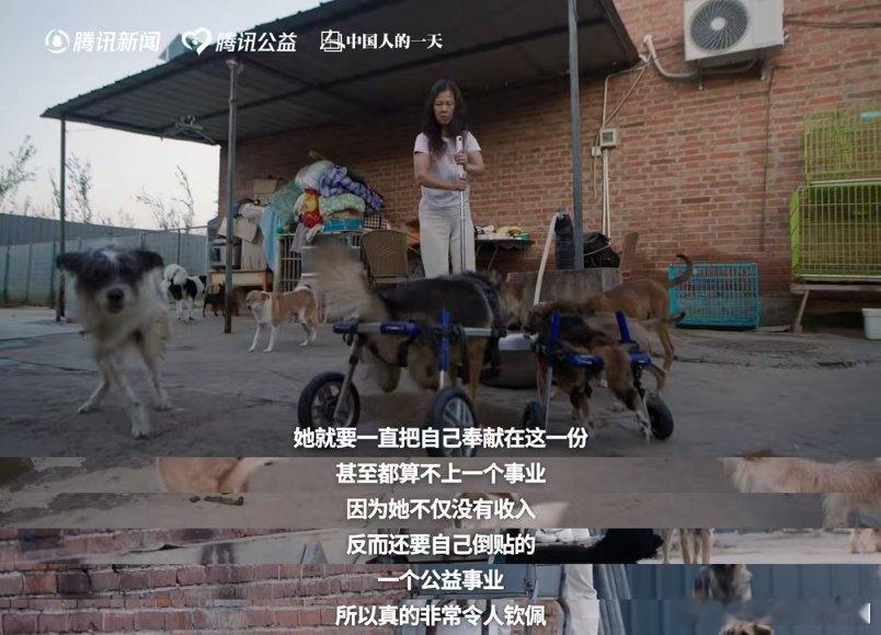 于文文呼吁不要残忍抛弃宠物志愿者称60%流浪动物熬不过北方冬天 于文文说得太对了