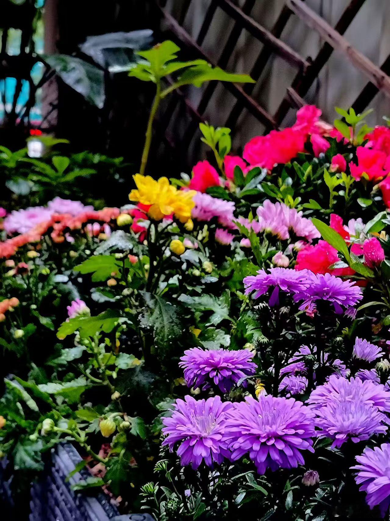 有色彩的才能叫做花园不然只能叫院子阳光信用[超话] ​​​