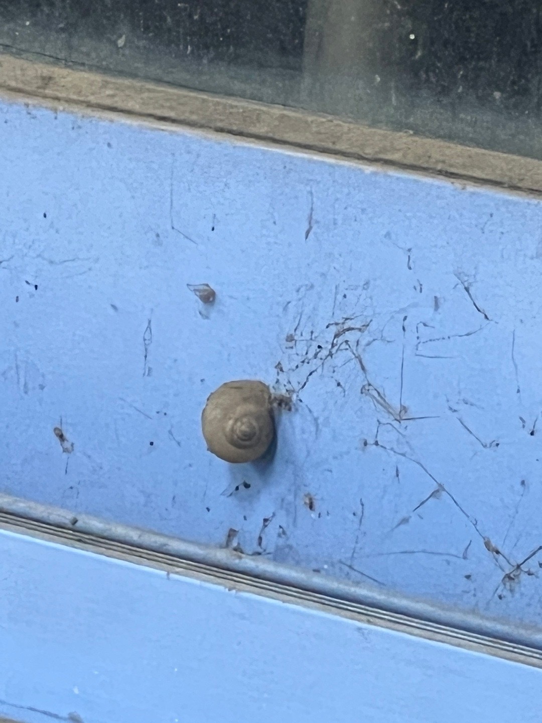 哈哈 我决定要救赎这只被困在教室里的蜗牛🐌 