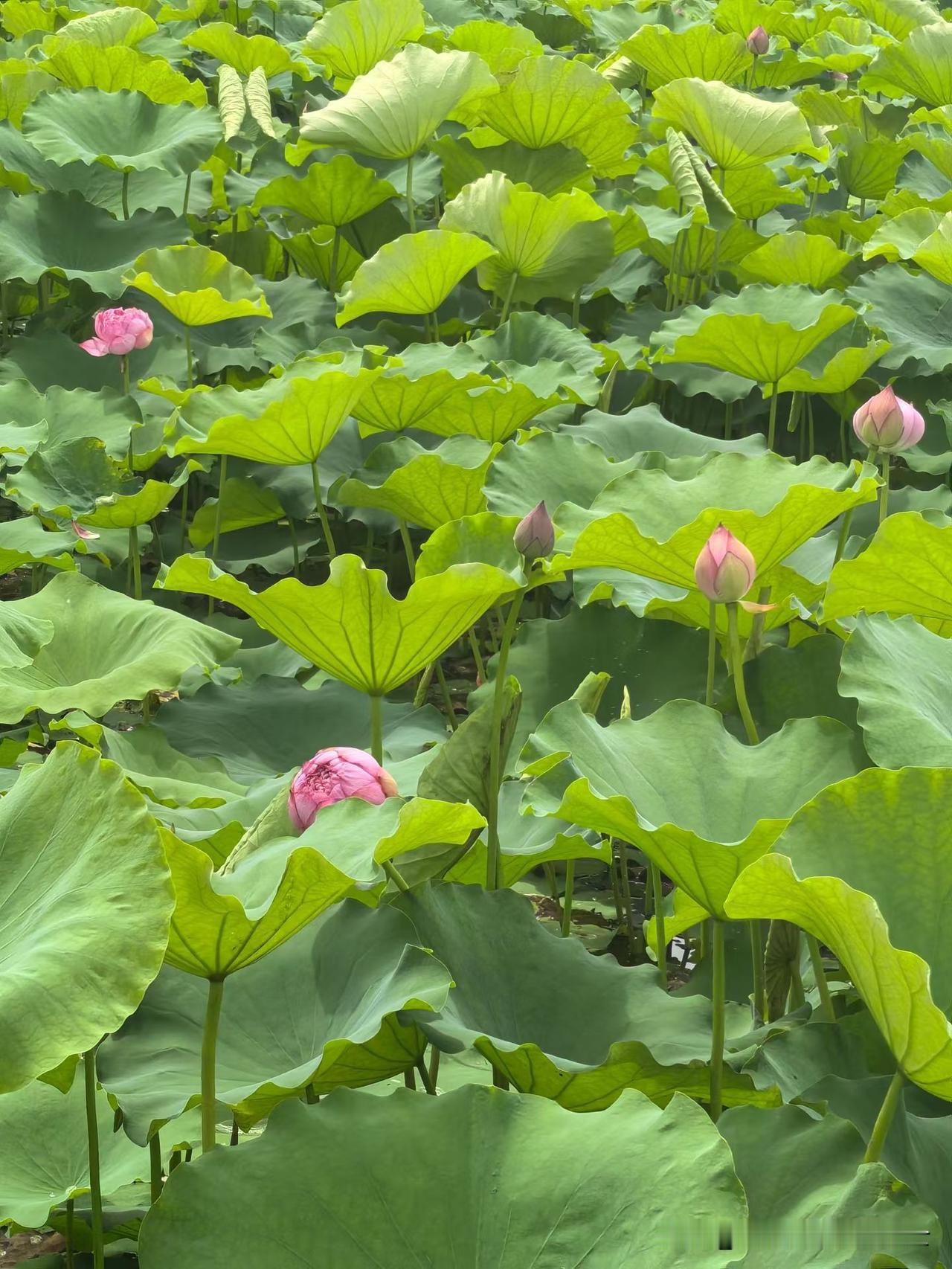 这几天听书《重生八零：媳妇有点辣》入了迷，别看这书名不咋样，内容却很有意思。
