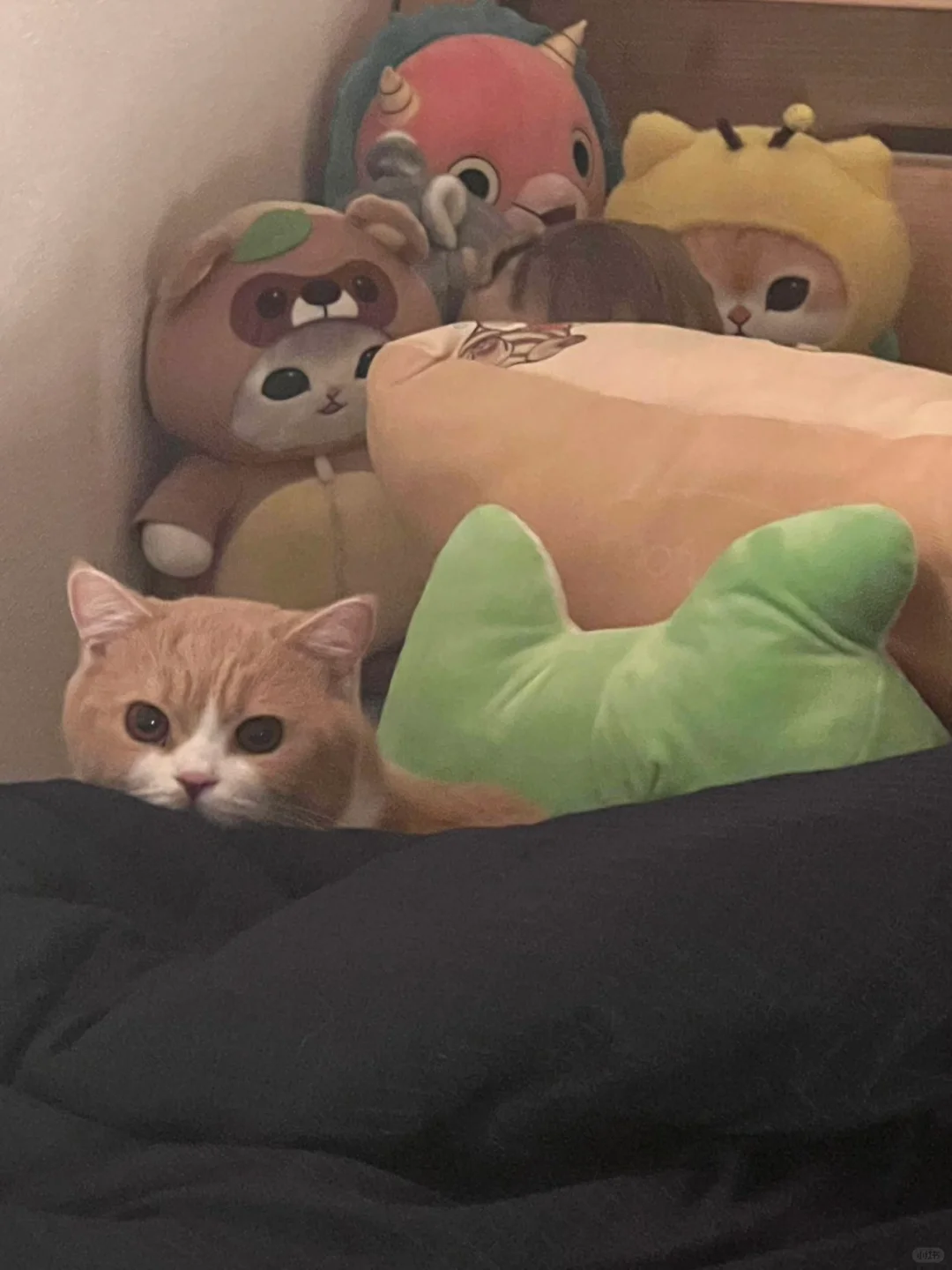 拆拆我在哪