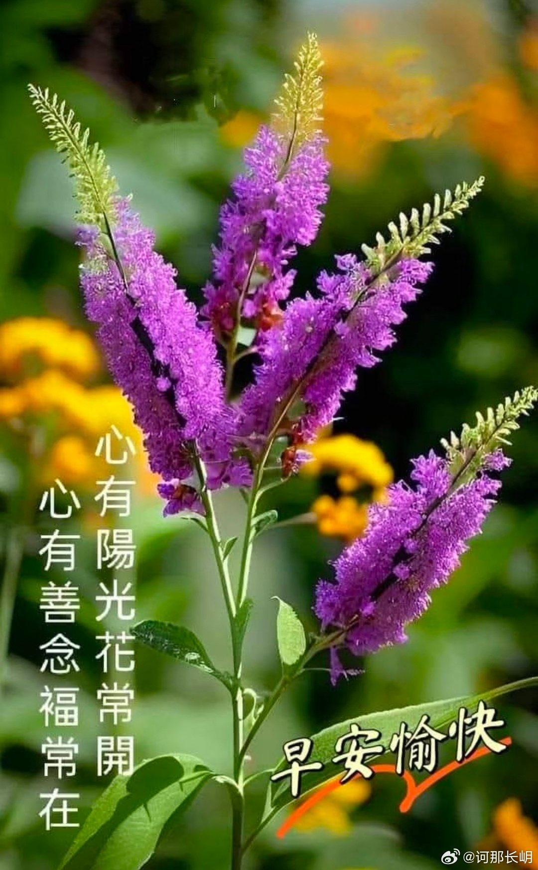 晨光初启，紫花凝露。风过处，暗香浮动，似在低语：心有暖阳，四季皆春；心存善念，福