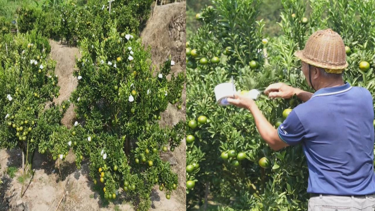 喷药要喷到叶背、果实贴上防晒纸，上杭果农手把手教芦柑管护细节