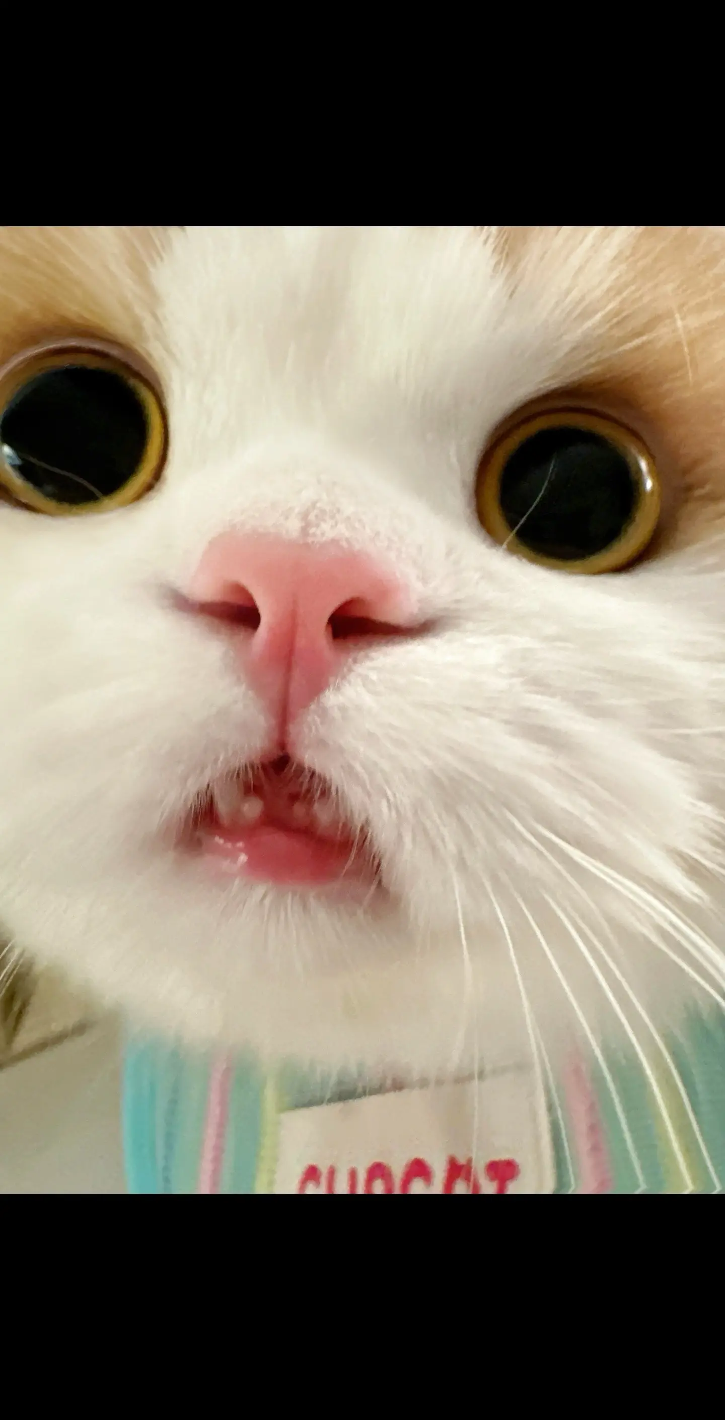 么噶～不是鼠鼠 是豁牙小猫！