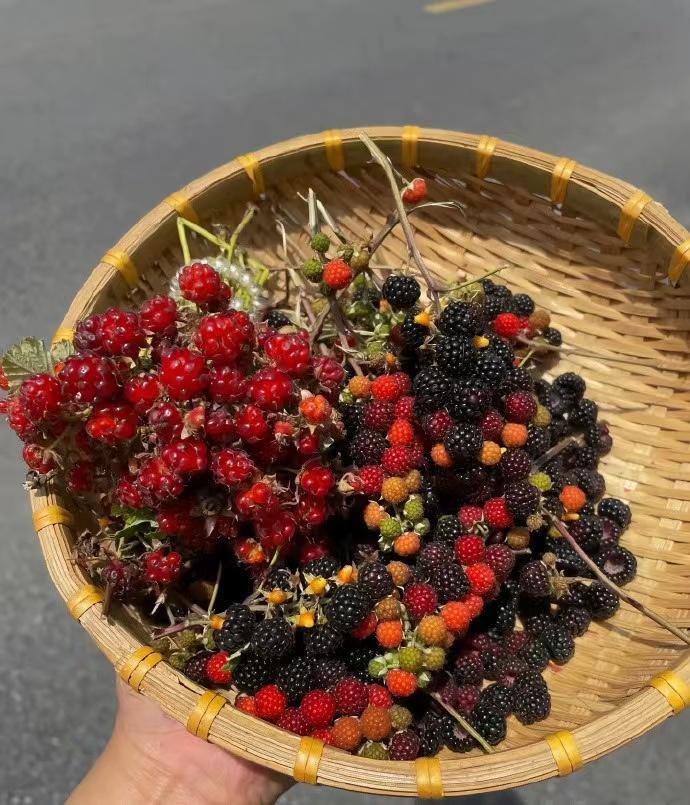 真心话茶局