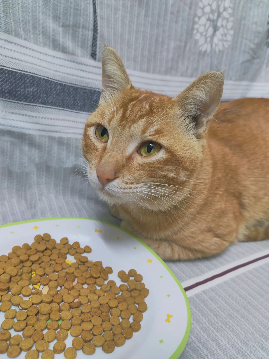 猫不吃烘焙猫粮的先别急……