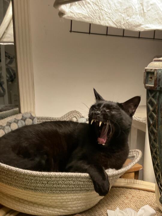 有比我家崽打哈欠还吓人的猫猫吗😨