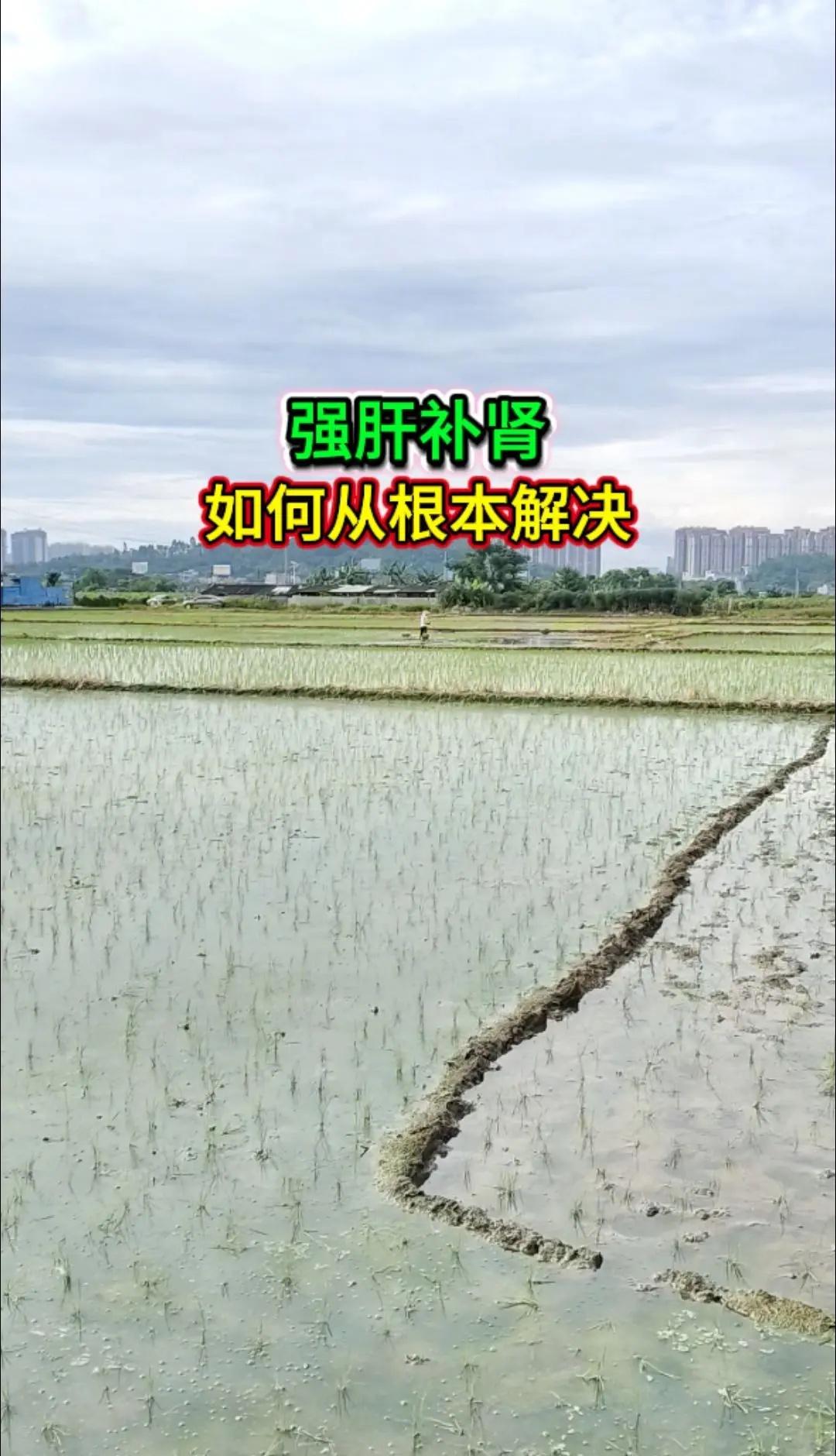 在澳门举行的世界女排联赛总决赛四分之一決赛中，中国女排以3-2逆转战胜美国女排，