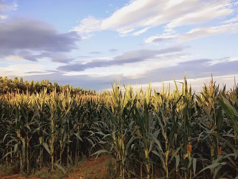 小时候我可没少拔草。那时候在农村，一到暑假就被拉去田里帮忙。
有一次，跟着爷爷去