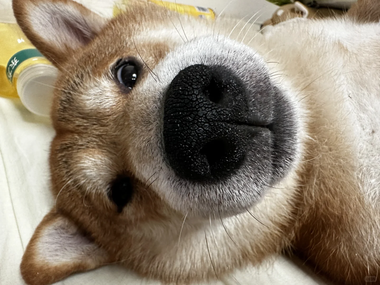 亲亲