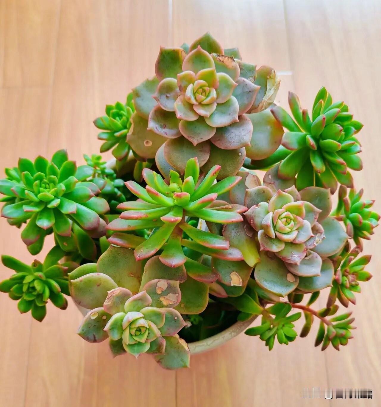 我的芳名多肉花，
方寸之中我安家，
不比名花显高贵，
宠辱不惊自芳华！