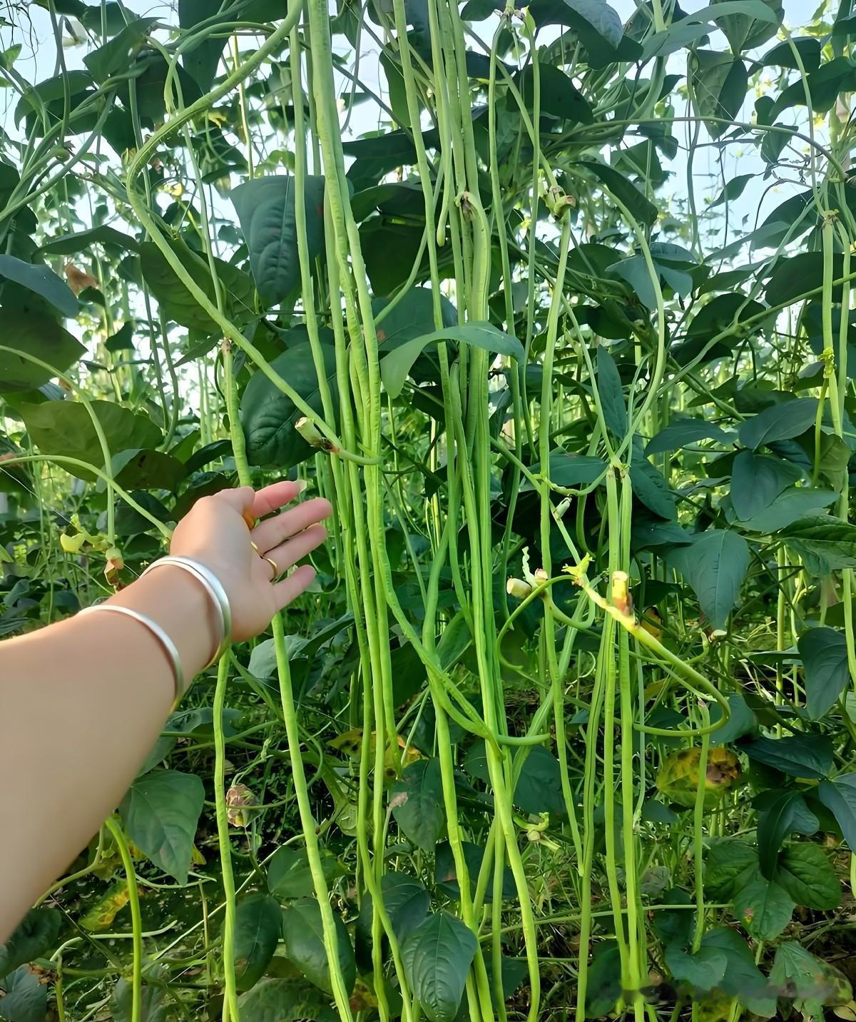 菜友们，今年我种豆角特别高产，就用了这几招:
 
种豆角时，是不是总遇到叶子长得
