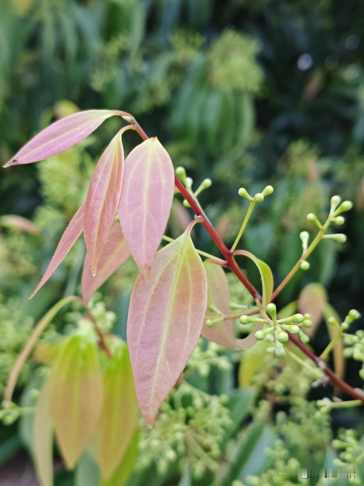 结婚30多年，我从未给公公婆婆洗过衣服，甚至没给老公洗过衣服。
我是不是很懒？