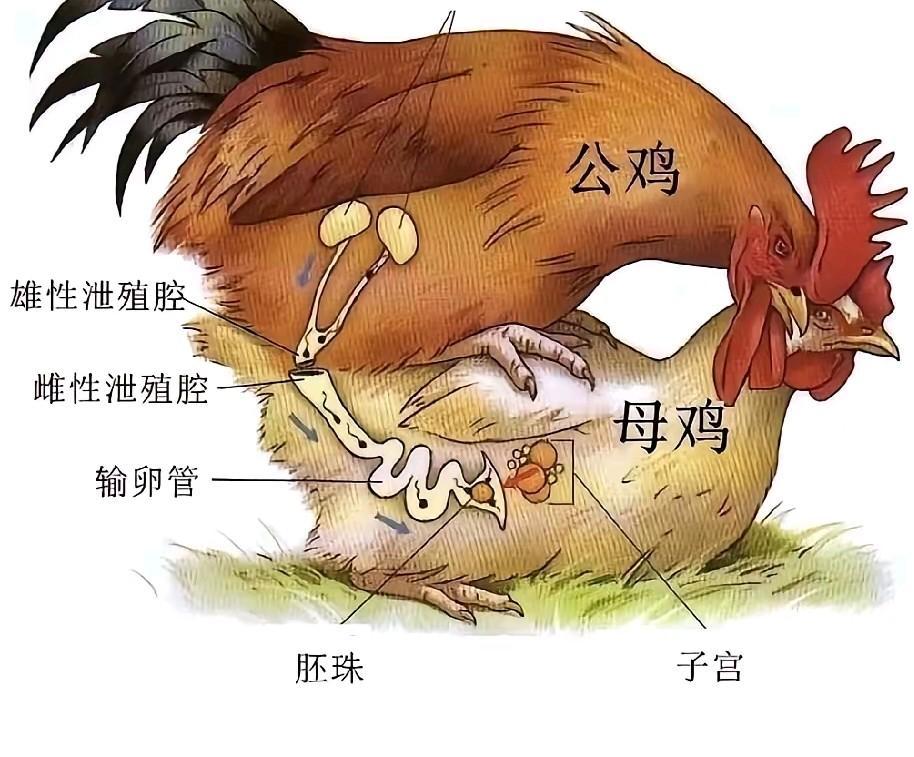这个我童年百思不得其解的问题，终于明白为什么公鸡啄了母鸡的头，就能孵出小鸡
以前