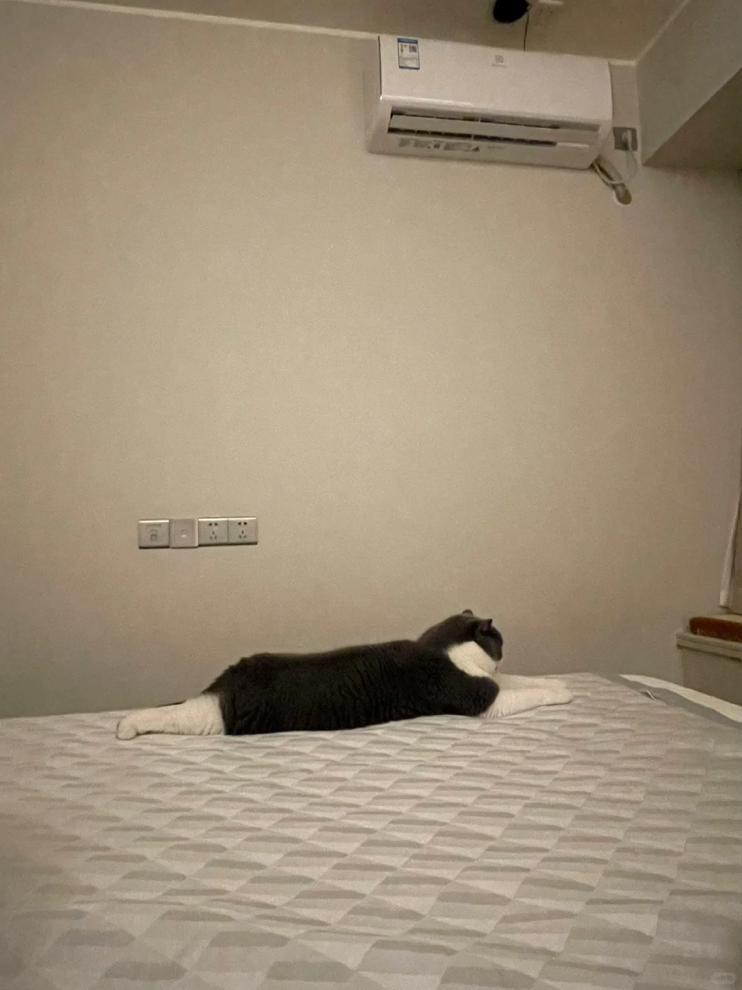 谁家好小猫比空调还大……
