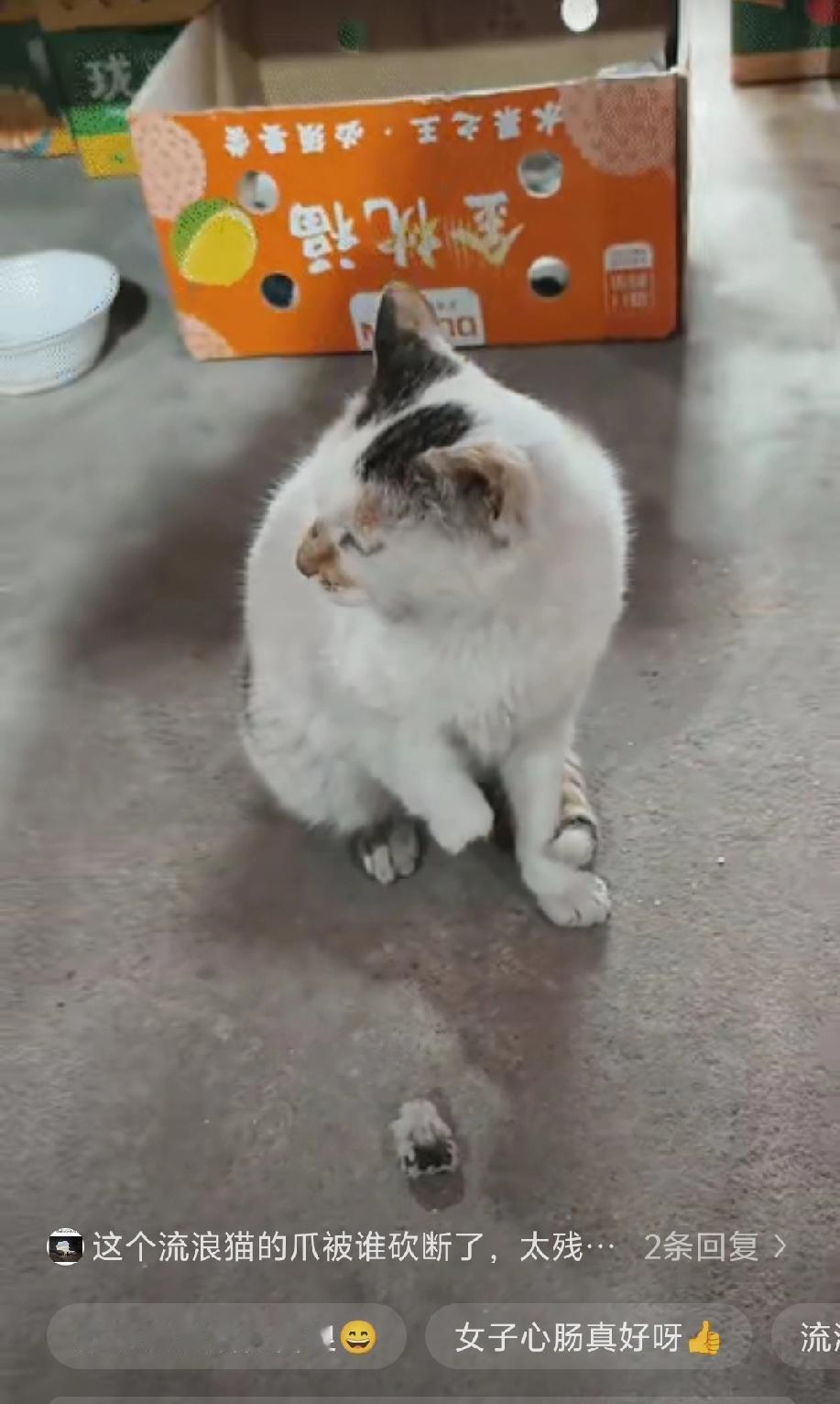 “看着都疼”近日山东一位店主女士在店里忙生意时，店门口突然来了一只流浪猫，一直守