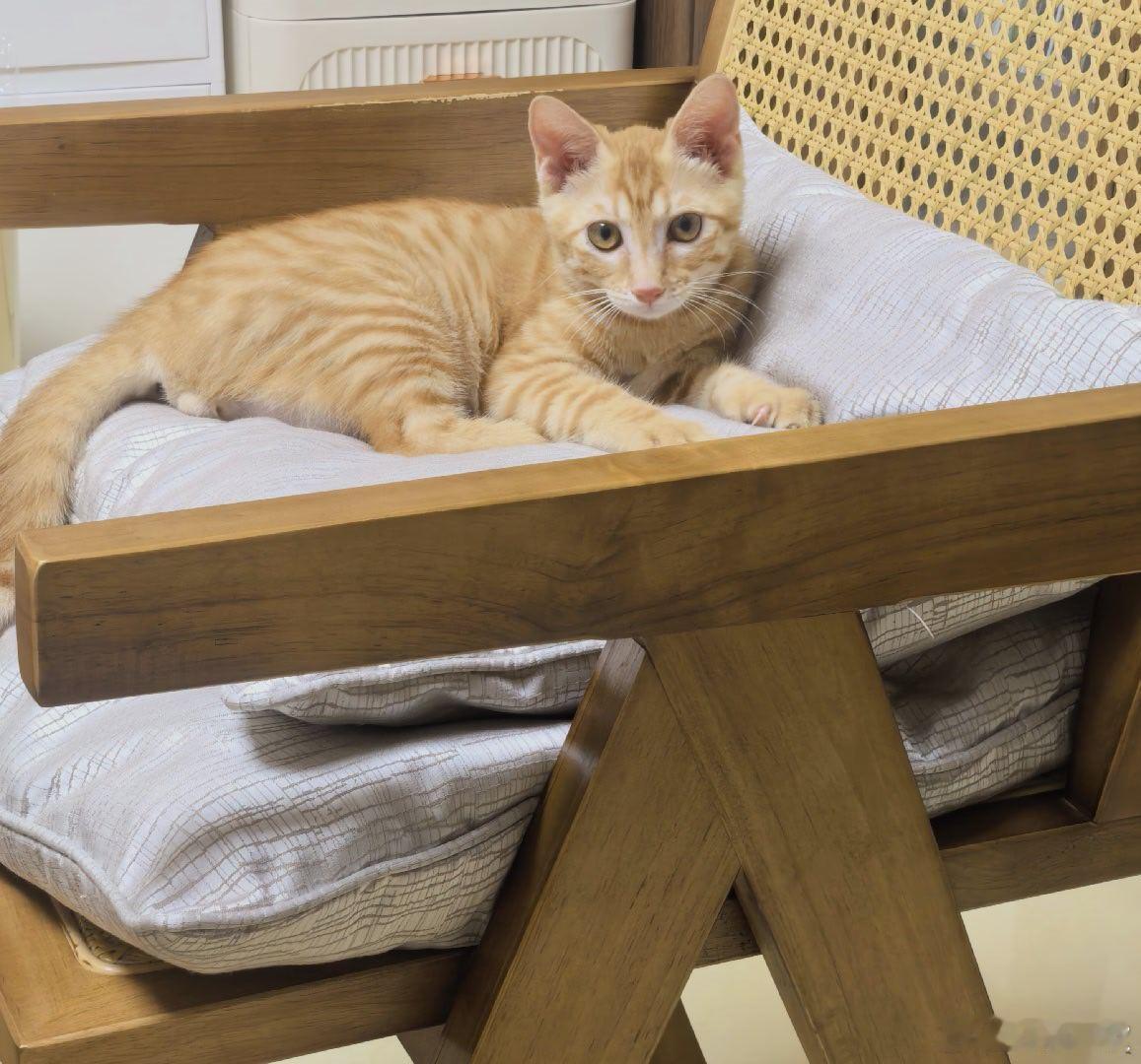 我有猫🐱 ​​​