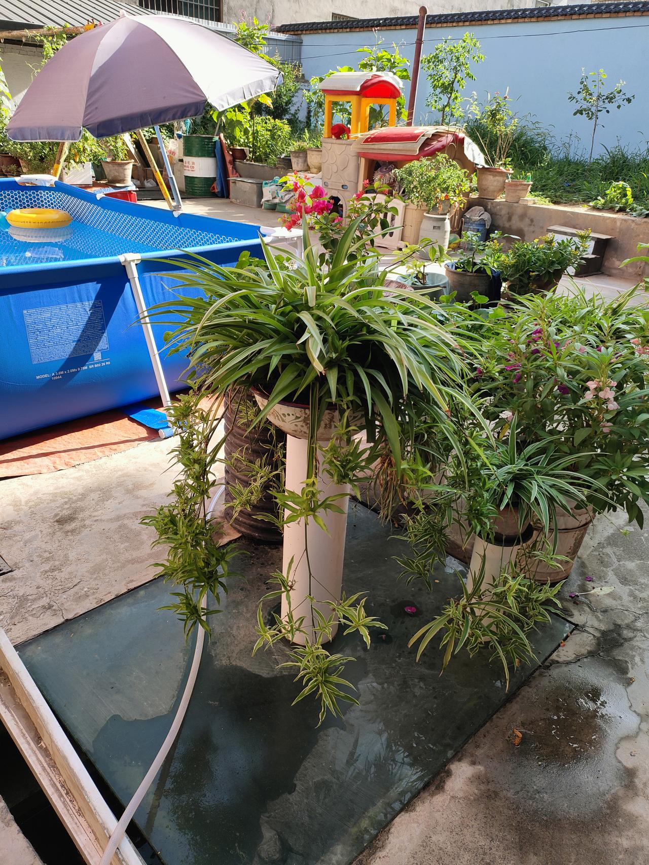 我的今日状态：😁轻松愉快
我这里的天气：☀️晴天1. 小院藏着夏日温柔，吊兰垂