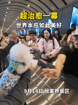 这是只见过世面的小狗![强]
