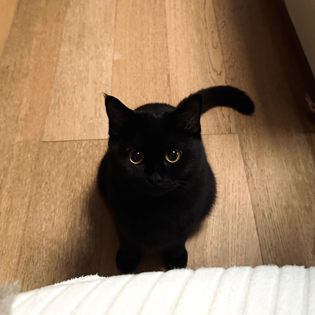 你的骑士（鼻噶版）