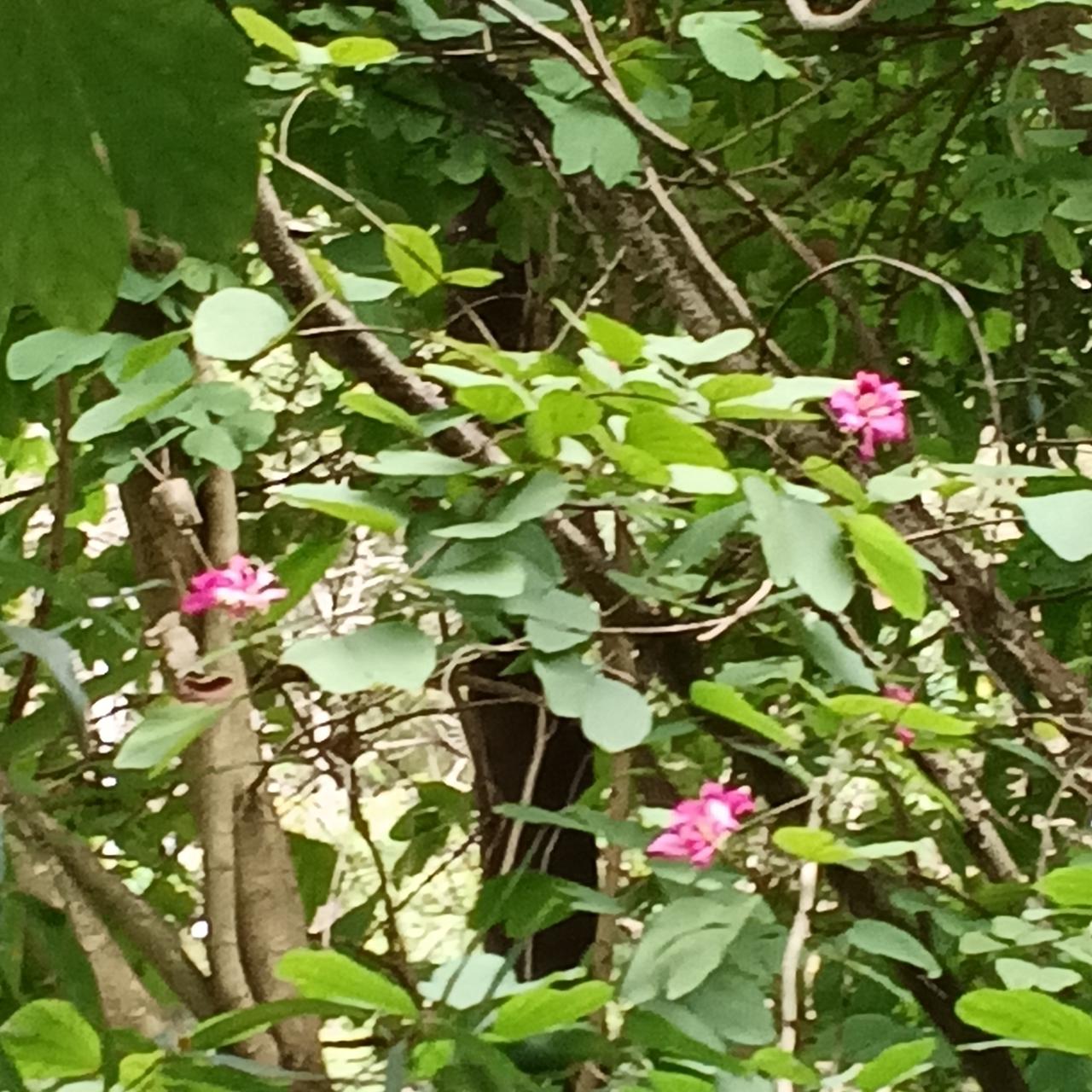 幸福如此简单
我们都不是社牛[大笑]

前日独自去登巴马县甲篆镇的云山。到达山顶