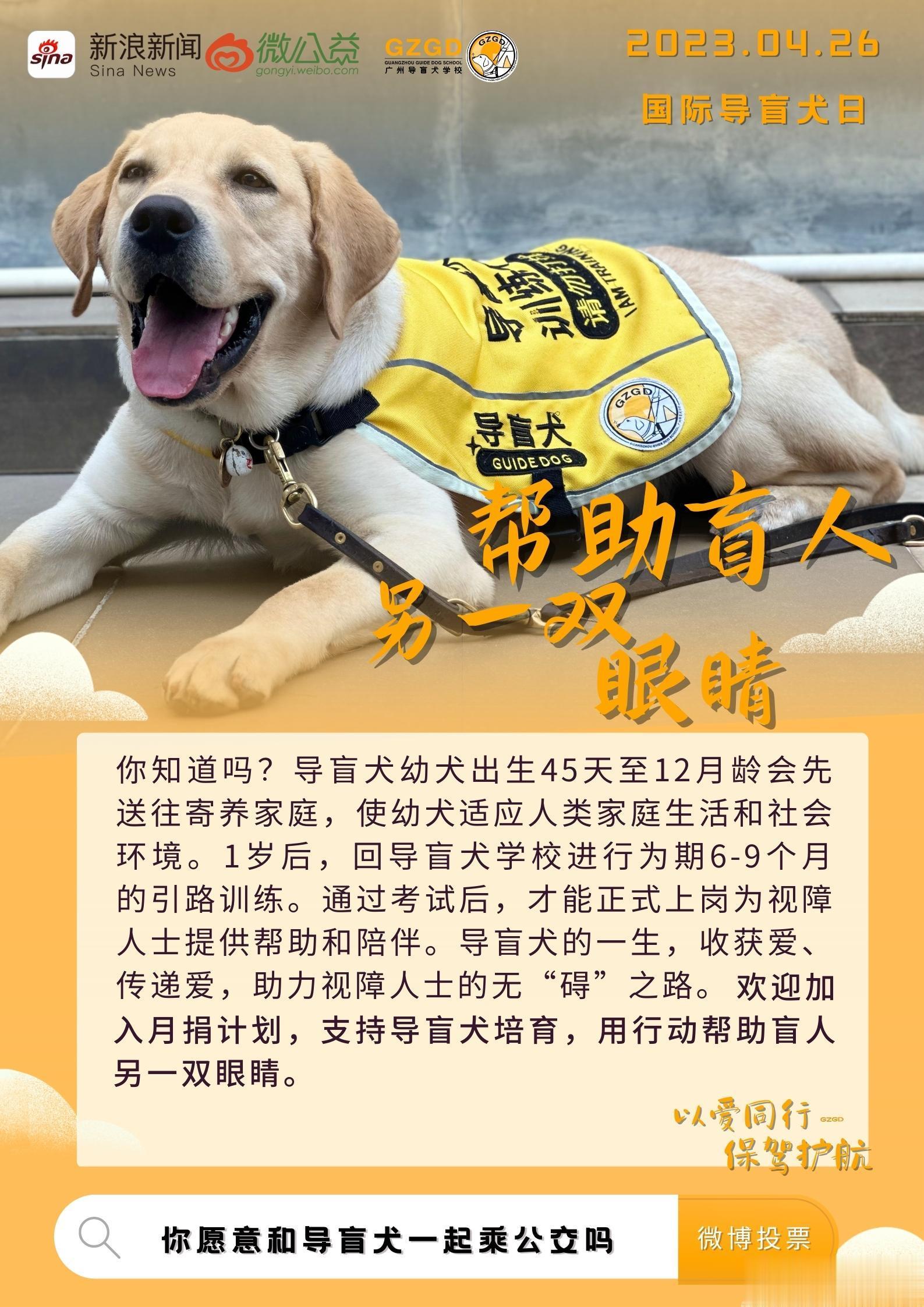 #帮助盲人另一双眼睛##你愿意和导盲犬一起乘公交吗# 其实导盲犬是经过非常严格的