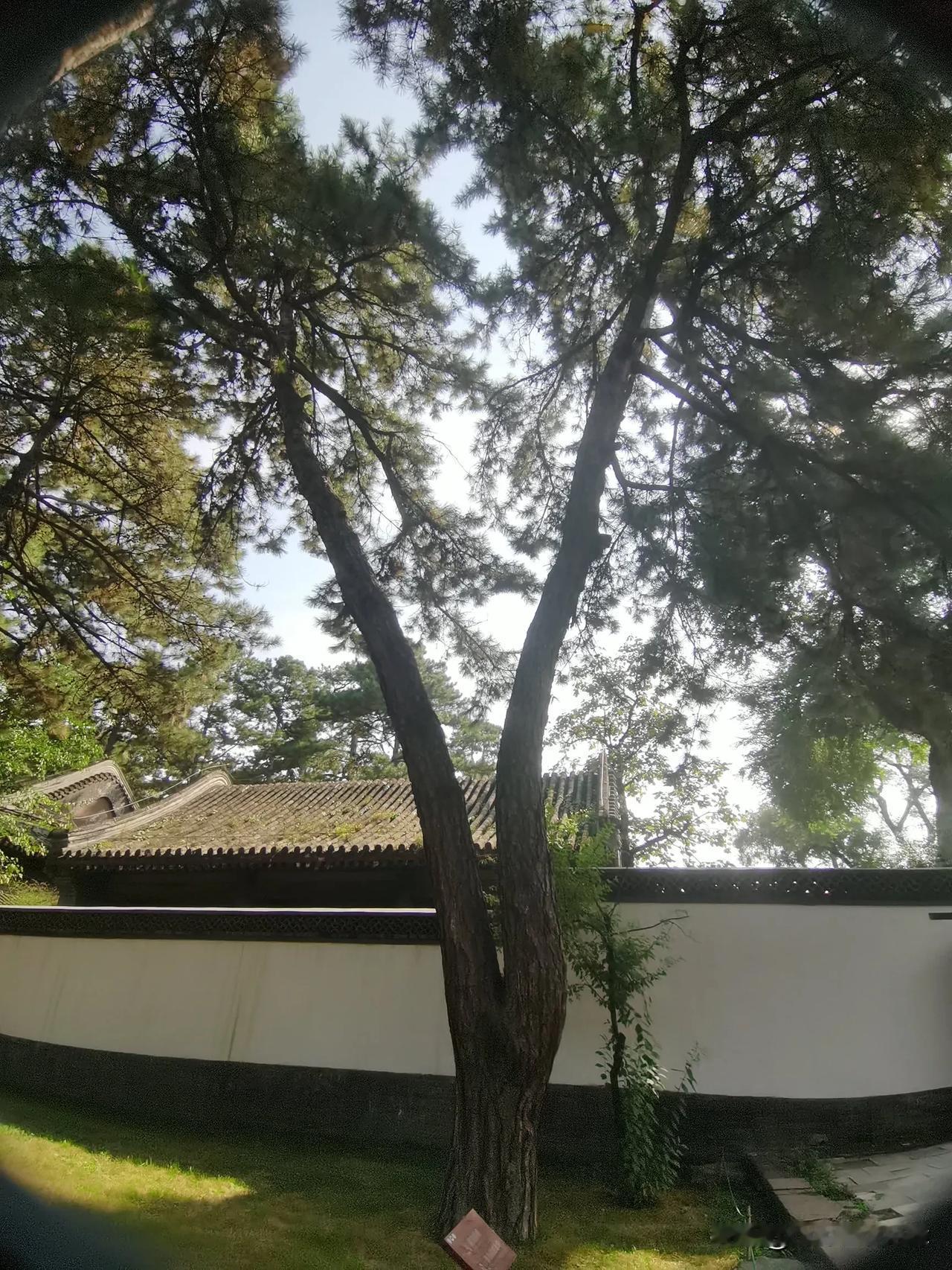 避暑山庄的树也有特点，同根同身！