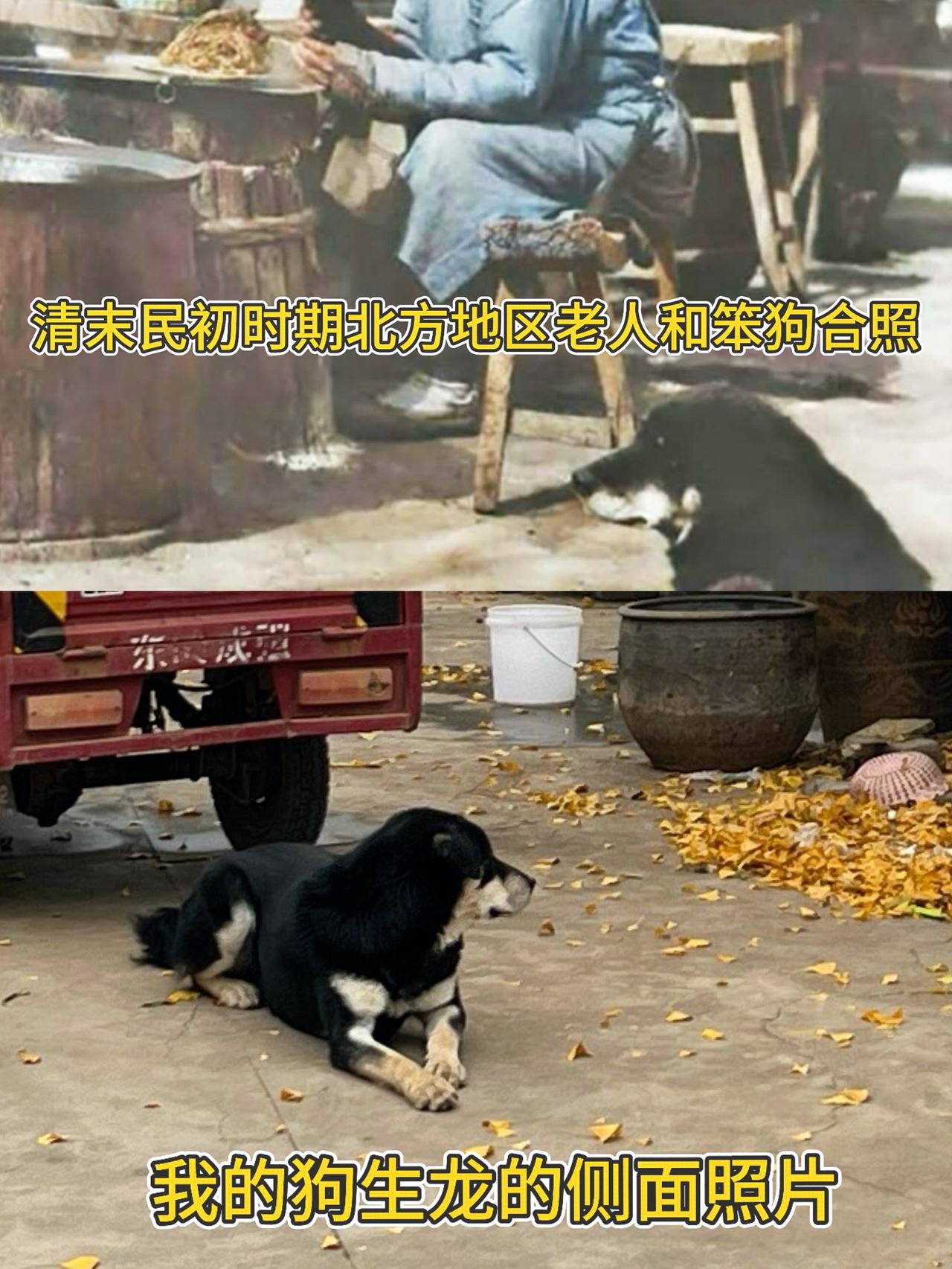 通过我的狗和清朝末年老照片中的狗来看，真正的北方笨狗模样没变。真正的笨狗体型大，