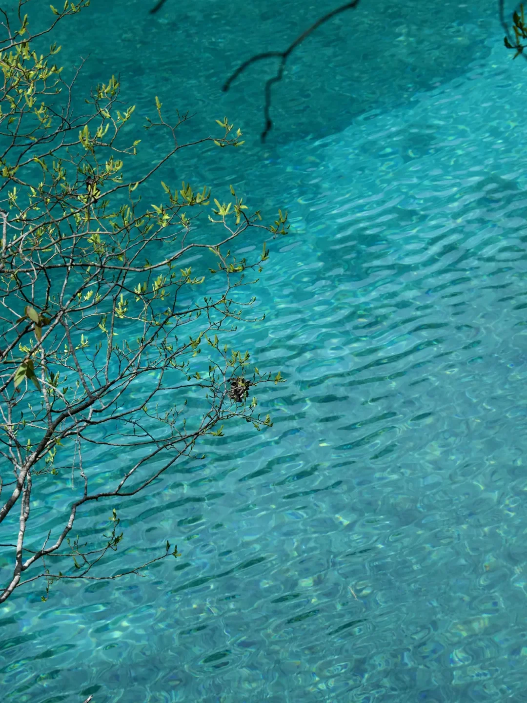 五一九寨沟｜超美且不怕人挤人的5A级景区