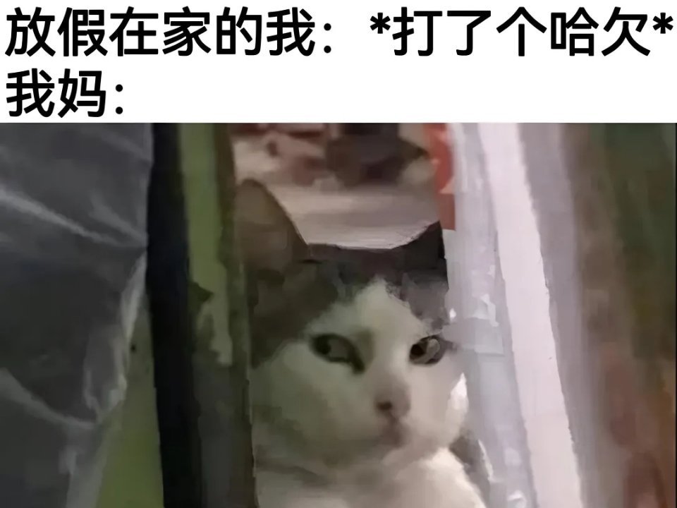 玩手机玩的 一些猫meme  / 