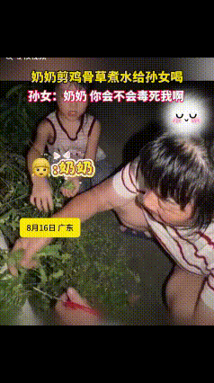 “笑岔气了！”广东，奶奶带着孙女去采鸡骨草，孙女得奶奶要给用鸡骨草煮水给她喝，一