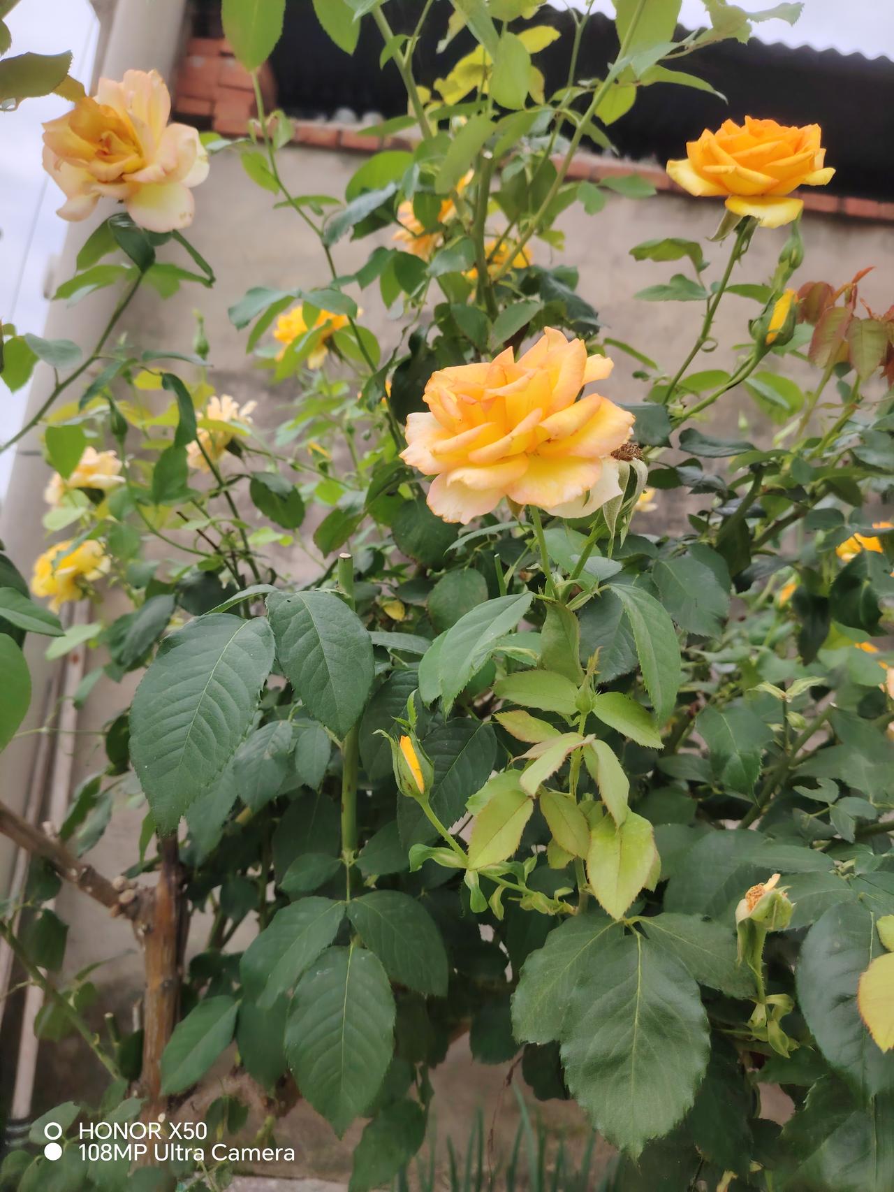 阳光下的美丽玫瑰，绽放出自然的魅力！🌹🌸