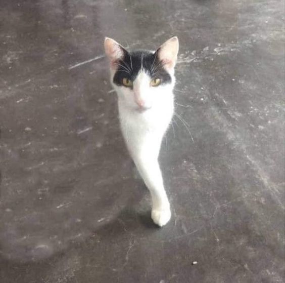 猫咪神灯🧞♂️“帮你实现三个愿望！”